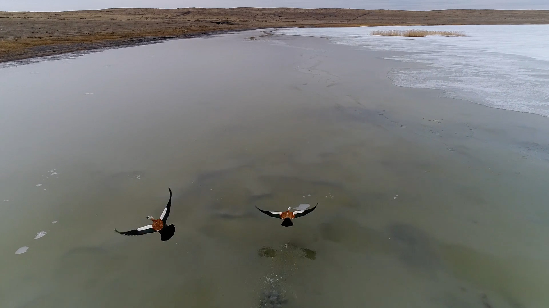 Птица озеры. Птицы Хакасии. Птицы на озере. Озера Хакасии. Озеро Шушинское Абакан.
