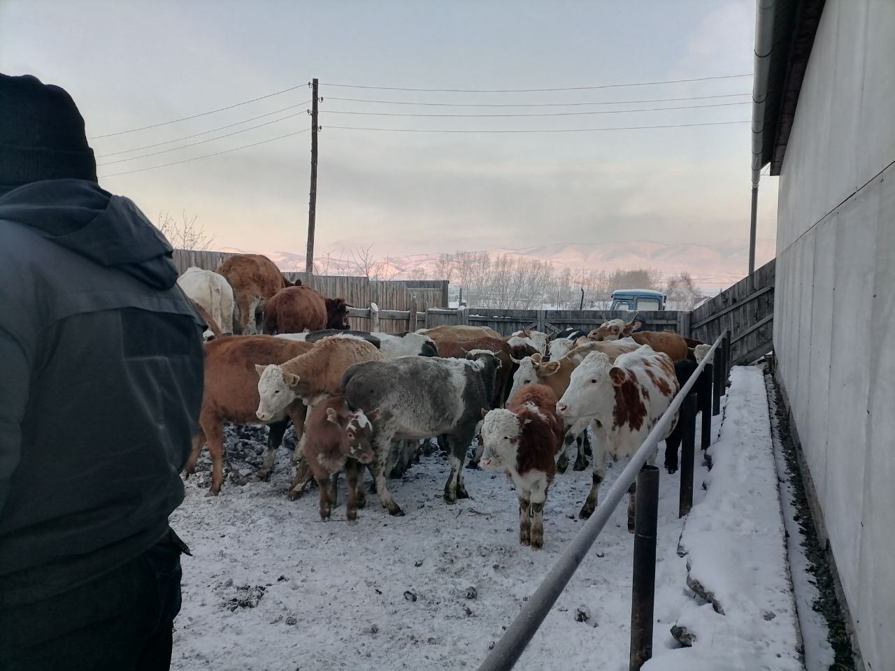 В Бограде началось принудительное изъятие животных | 04.11.2023 | Абакан -  БезФормата