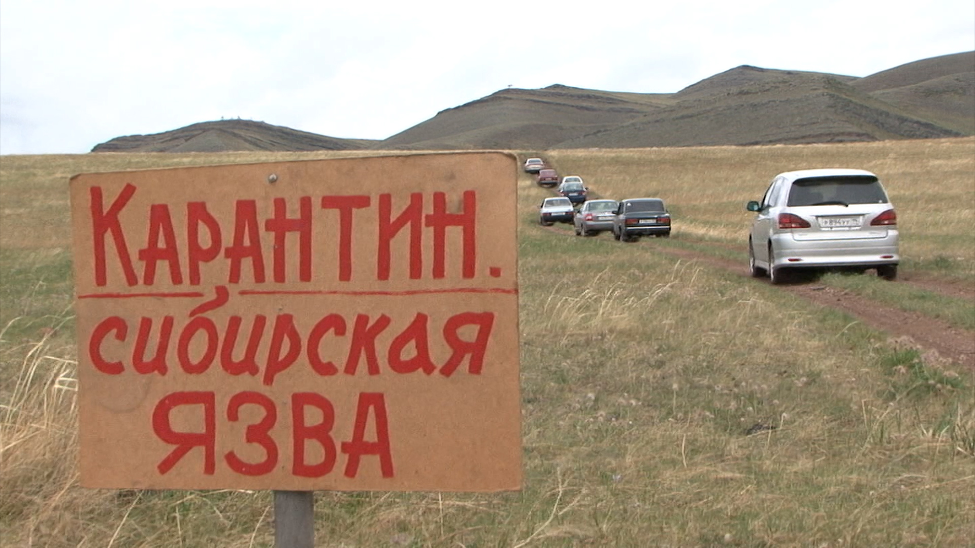 Из-за сибирской язвы запрещена перевозка скота из Тувы в Хакасию |  04.07.2023 | Абакан - БезФормата